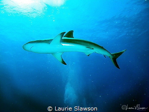 Shark in Sunlight/Photographed with a Canon G11 at the Ja... by Laurie Slawson 